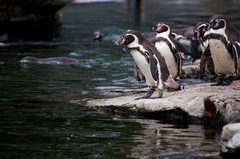 Penguins In Zoo Free Stock Photo - Public Domain Pictures