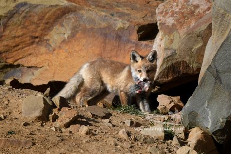 Mammals - Plateau Wildlife