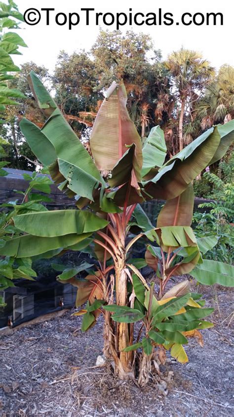 Musa sumatrana, Musa acuminata ssp. zebrina, Blood Leaf Banana