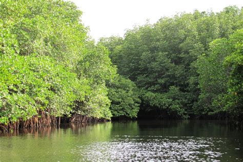 Hutan Mangrove dan Fungsinya Bagi Lingkungan - Guru Geografi