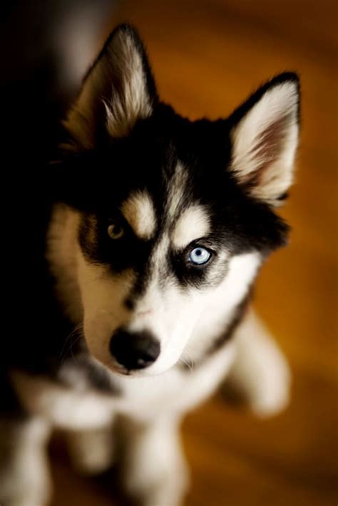 Colors of Siberian Huskies - PetHelpful