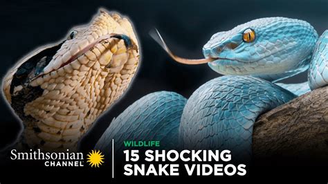 15 Shocking Snake Videos! 🐍 Smithsonian Channel - YouTube