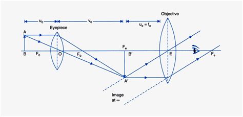 39 compound microscope ray diagram - Wiring Diagram Info