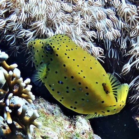 Yellow boxfish - Moalboal Reef Species