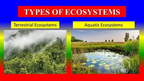 TYPES OF ECOSYSTEMS - Ecology - Environmental studies - YouTube