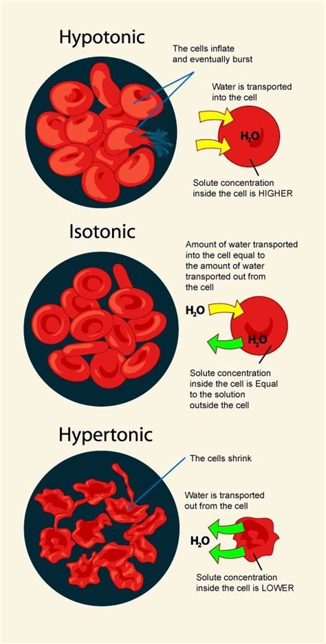 Hypotonic, Isotonic, Hypertonic Solution Effect On Cells Infographic # ...