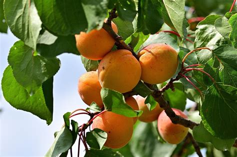 Apricot Trees — Montana Fruit Tree Company