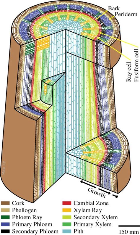 Internal structure of a woody plant stem. The vascular cambium consists... | Download Scientific ...