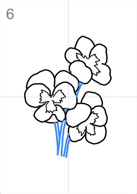 How to Draw Viola Tricolor Flowers - Step by Step Easy Drawing Guides ...