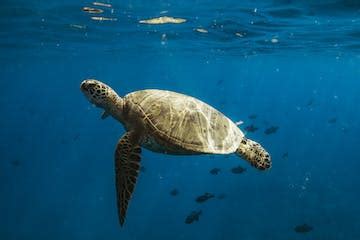 Turtle Snorkel Adventure | Hawaii Ocean Charters