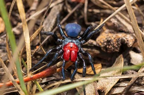 12 Most Venomous Spiders in the World - Wildlife Explained