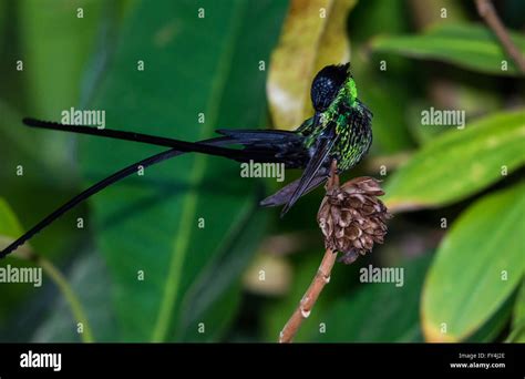 An endemic species Black-billed Streamertail Hummingbird (Trochilus ...