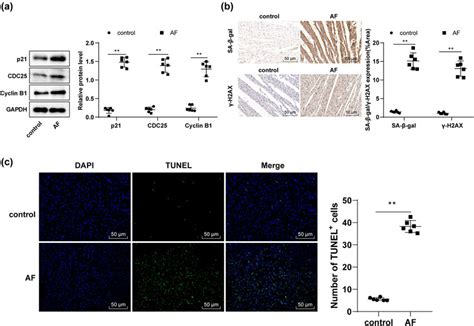 AF upregulated p21 to trigger cell cycle arrest, senescence, and... | Download Scientific Diagram