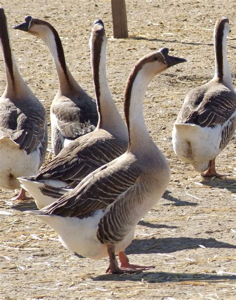 Chinese Goose - The Livestock Conservancy