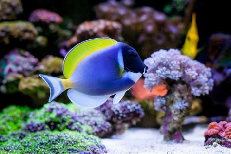 Powder Blue Tang Size Powder Blue Surgeonfish Size