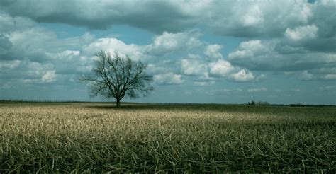 oak-tree-in-corn-field - Iowa Pictures - Iowa - HISTORY.com