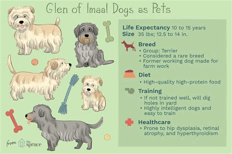 Glen of Imaal Terrier: Dog Breed Characteristics & Care