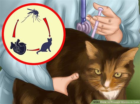 How to Prevent Worms in Cats: 14 Steps (with Pictures) - wikiHow