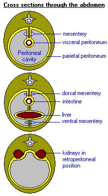 Peritoneum - Definition and Examples - Biology Online Dictionary