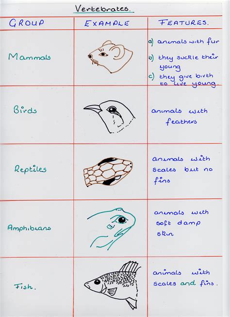 Variation and Classification | Clounagh Science's Blog