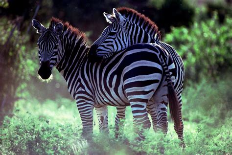 Download Animal Zebra HD Wallpaper