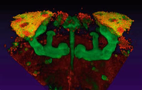 The GAL4-UAS system. OK107-GAL4 driving UAS-GFP-CD8 reporter gene (... | Download Scientific Diagram