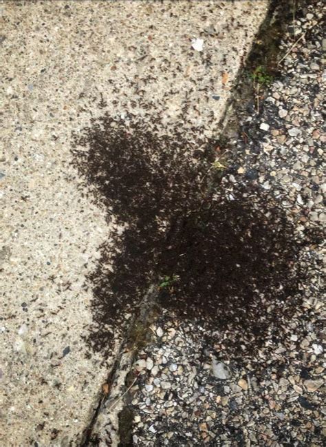 Swarm of Ants : r/pics