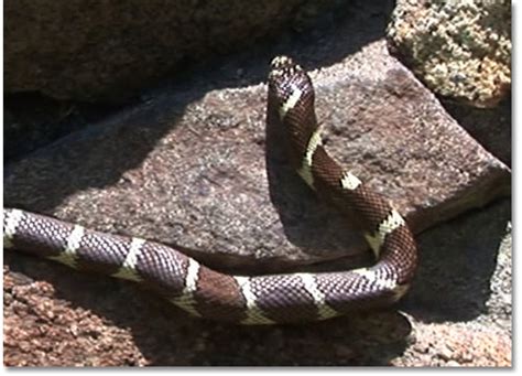 Common Kingsnake - Lampropeltis getula - DesertUSA