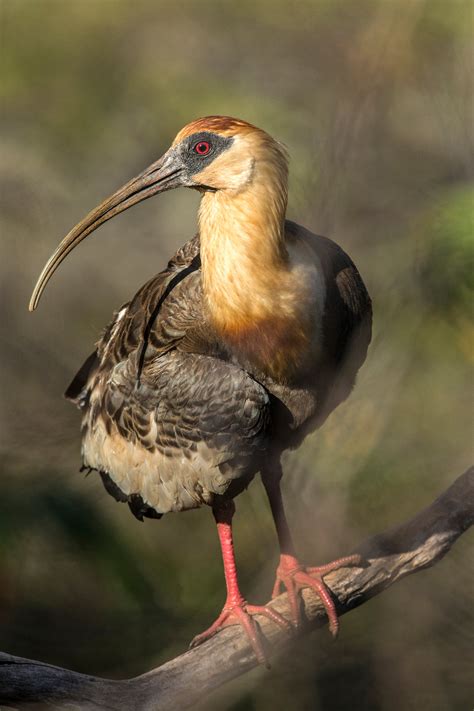 A rare bird sighting. - Jim Zuckerman photography & photo tours