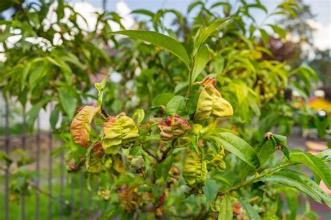 Peach Leaf Curl > Identify, Control & Disease Prevention Tips