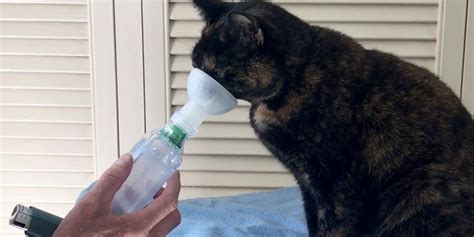 Training cats for comfort with inhaled therapy | International Cat Care