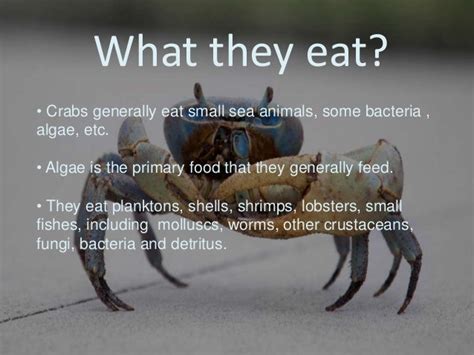 Know Everything About Crabs