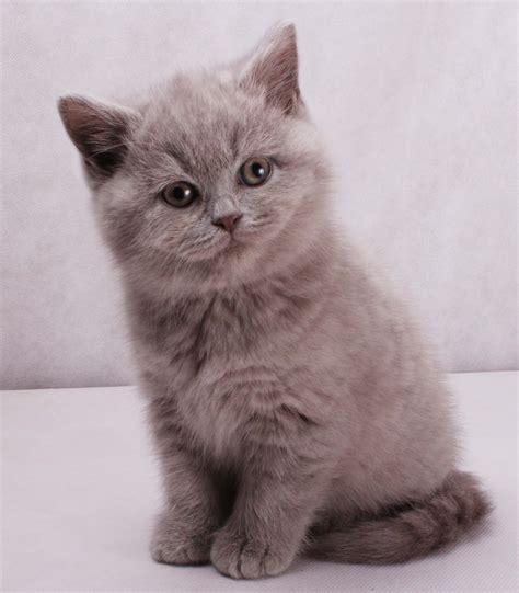 Lillac British Kitten | Chat, Animaux, Chaton