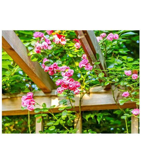 Puspita Nursery Rare Climbing Rose Plant with nice scent Both Flower Plant: Buy Puspita Nursery ...