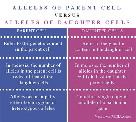 Genetic Makeup Of Daughter Cells In Meiosis | Makeupview.co