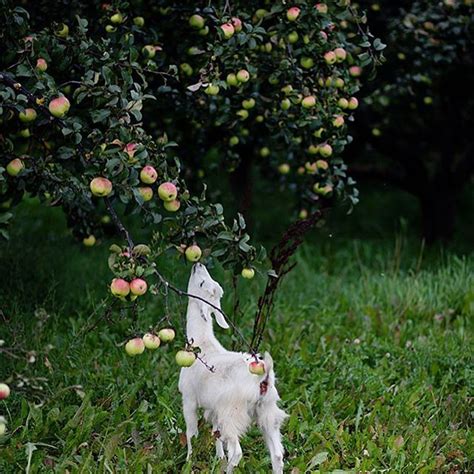 Pin by Kiana Rh on Farm | Apple tree farm, Apple farm, Breeding goats