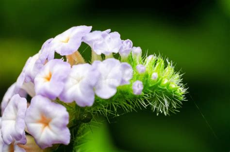 Flower Heliotropium Indicum or Indian Heliotrope on Field Stock Photo ...