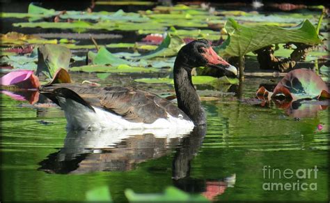 Magpie Goose Photograph by Evie Hanlon - Fine Art America