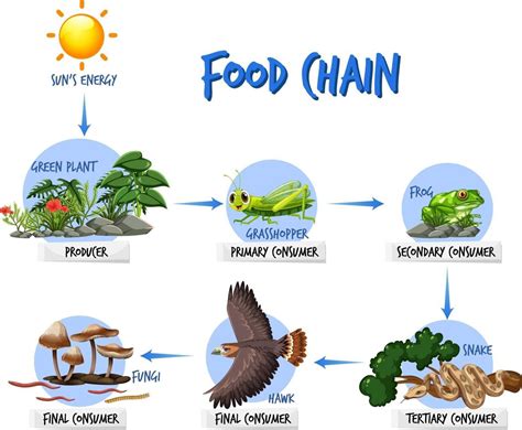 Food chain diagram concept 2764499 Vector Art at Vecteezy