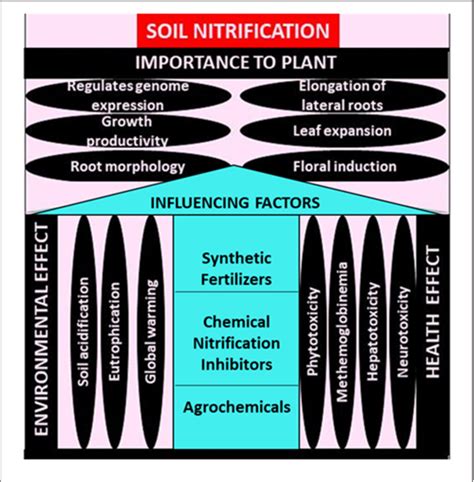 Figure 1 from Factors Influencing Soil Nitrification Process and the ...