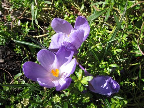 Purple crocus flowers Crocus Flower, Nature Photography, Pets, Purple, Flowers, Picture, Nature ...