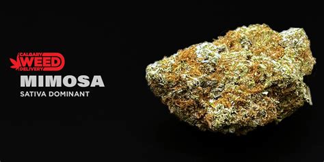 Buy Mimosa Online In Calgary - Calgary Weed Delivery