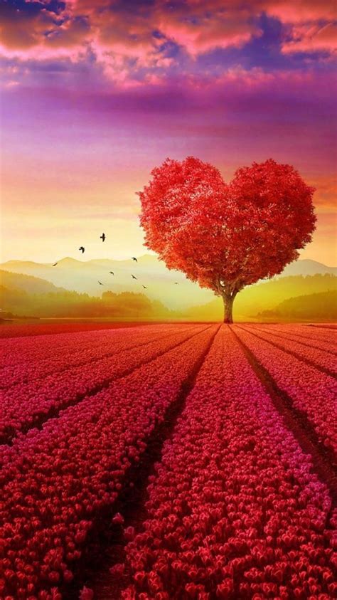 Hearts in Nature Wallpapers - 4k, HD Hearts in Nature Backgrounds on WallpaperBat