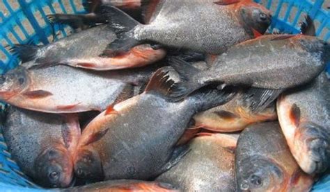 Harga Ikan Bawal dan Bibitnya Lengkap 2021 Beserta Peluang Bisnisnya ...