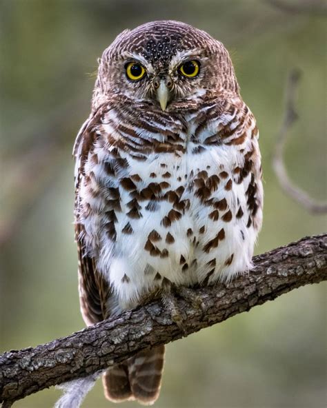 The Top 15 Cutest Owls in the World - Bird Advisors