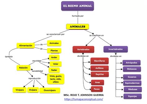 Mapa conceptual del reino animal