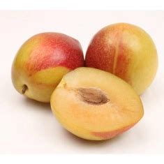 Plumcot Varieties - HEB