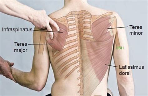 Teres Minor And Teres Major Anatomical Landmark | Muscle anatomy, Medical anatomy, Human body ...