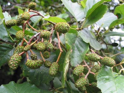 Alder Tree Identification