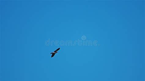 White Dove Flying in the Blue Sky, Slow Motion, 4k Footage Stock ...